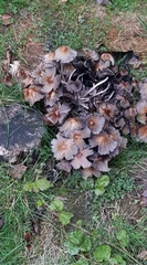 Coprinopsis atramentaria