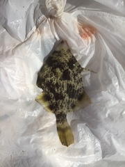 Stephanolepis diaspros