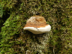 Phellinus igniarius