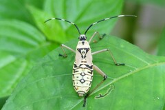 Notobitus meleagris