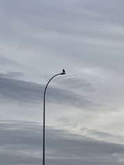 Corvus brachyrhynchos