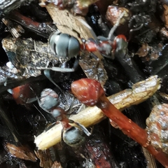 Formica rufa