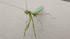 Miomantis caffra