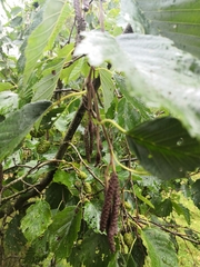 Alnus incana