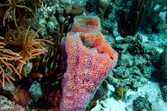 Callyspongia plicifera