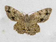 Lepidoptera