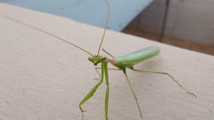 Miomantis caffra