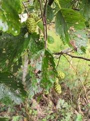 Alnus incana