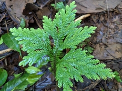 Selaginella delicatula