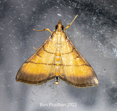 Cnaphalocrocis