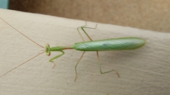 Miomantis caffra