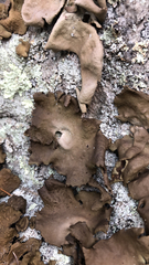 Umbilicaria muhlenbergii