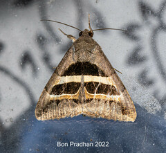 Grammodes geometrica