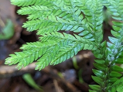Selaginella delicatula