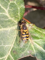 Syrphus