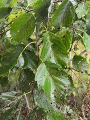Alnus incana
