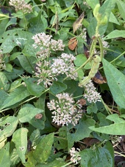 Mikania scandens