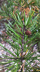 Pinus virginiana