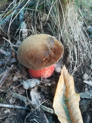 Neoboletus