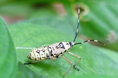 Notobitus meleagris
