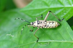 Notobitus meleagris