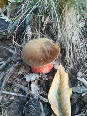 Neoboletus