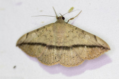 Anticarsia gemmatalis