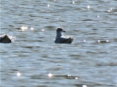 Ichthyaetus melanocephalus