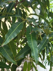 Mangifera