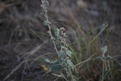 Sphaeralcea bonariensis
