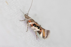 Aristotelia elegantella