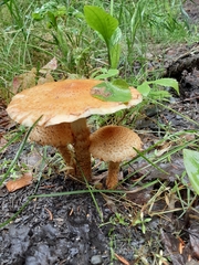 Pholiota