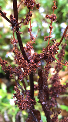 Rumex obtusifolius