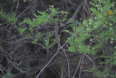 Vachellia aroma