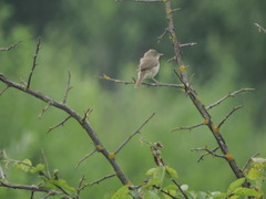 Acrocephalus palustris