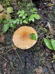 Pholiota