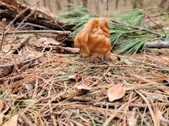 Gyromitra korfii