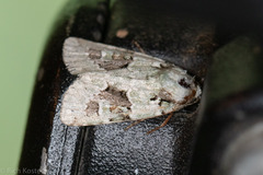 Lacinipolia laudabilis