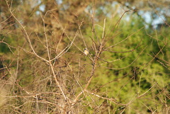 Saltatricula multicolor