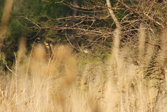 Saltatricula multicolor