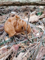 Gyromitra korfii