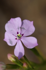 Isotoma hypocrateriformis