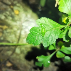 Petalocephala