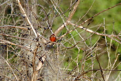 Coryphospingus cucullatus