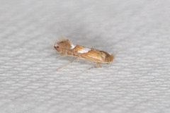 Phyllonorycter