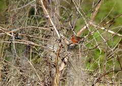 Coryphospingus cucullatus
