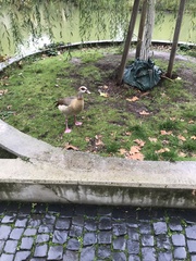 Alopochen aegyptiaca