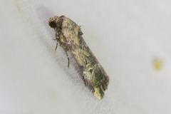 Elaphria chalcedonia