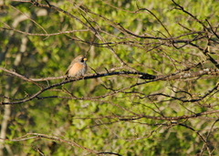 Saltatricula multicolor