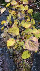 Populus grandidentata